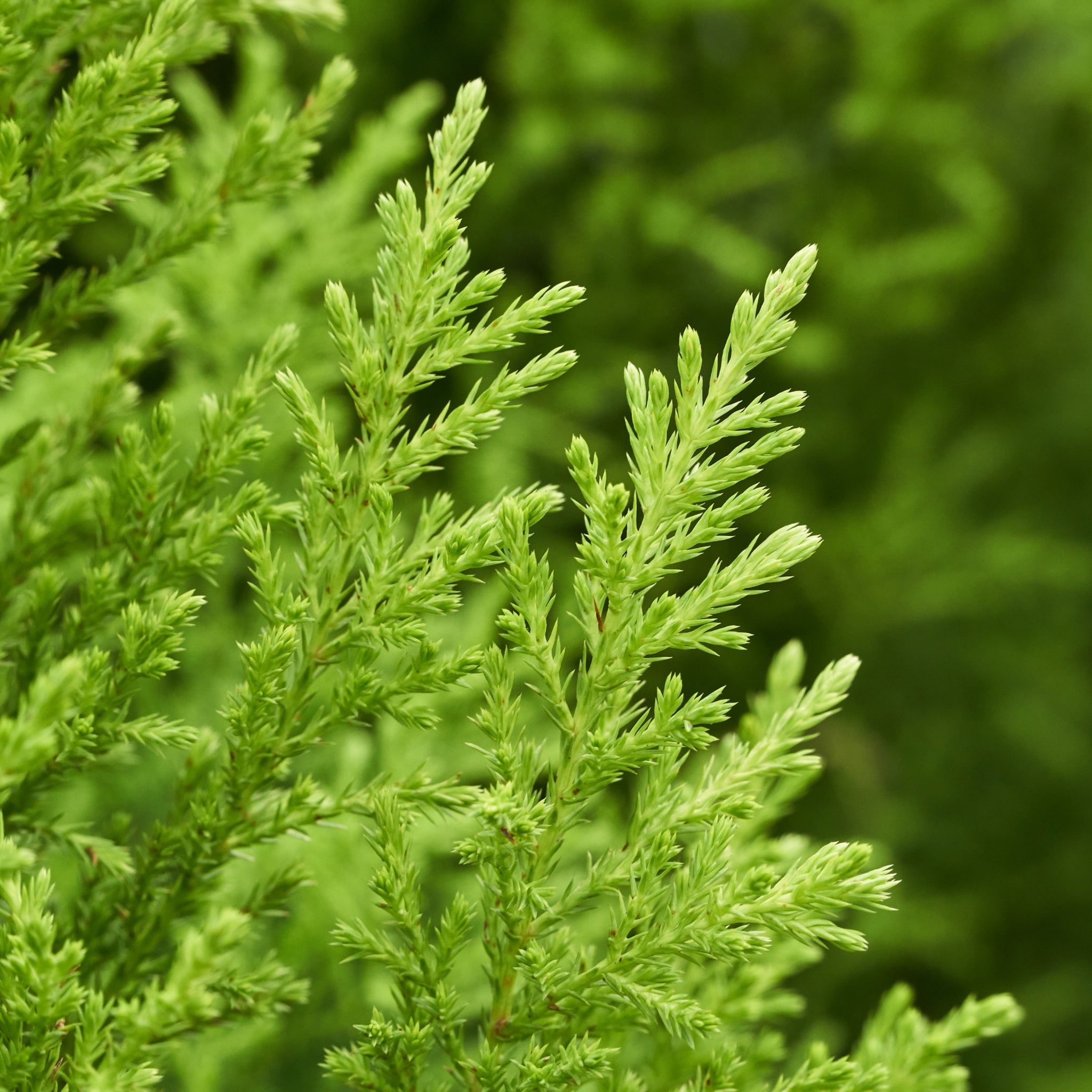 Goldcrest Conifer 'Wilma' (4 sizes available)