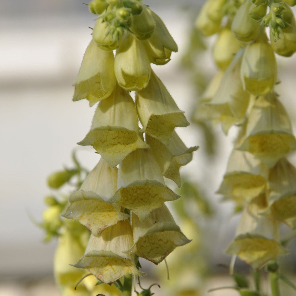 Digitalis grandiflora 'Carillon' Dwarf Foxglove 9cm