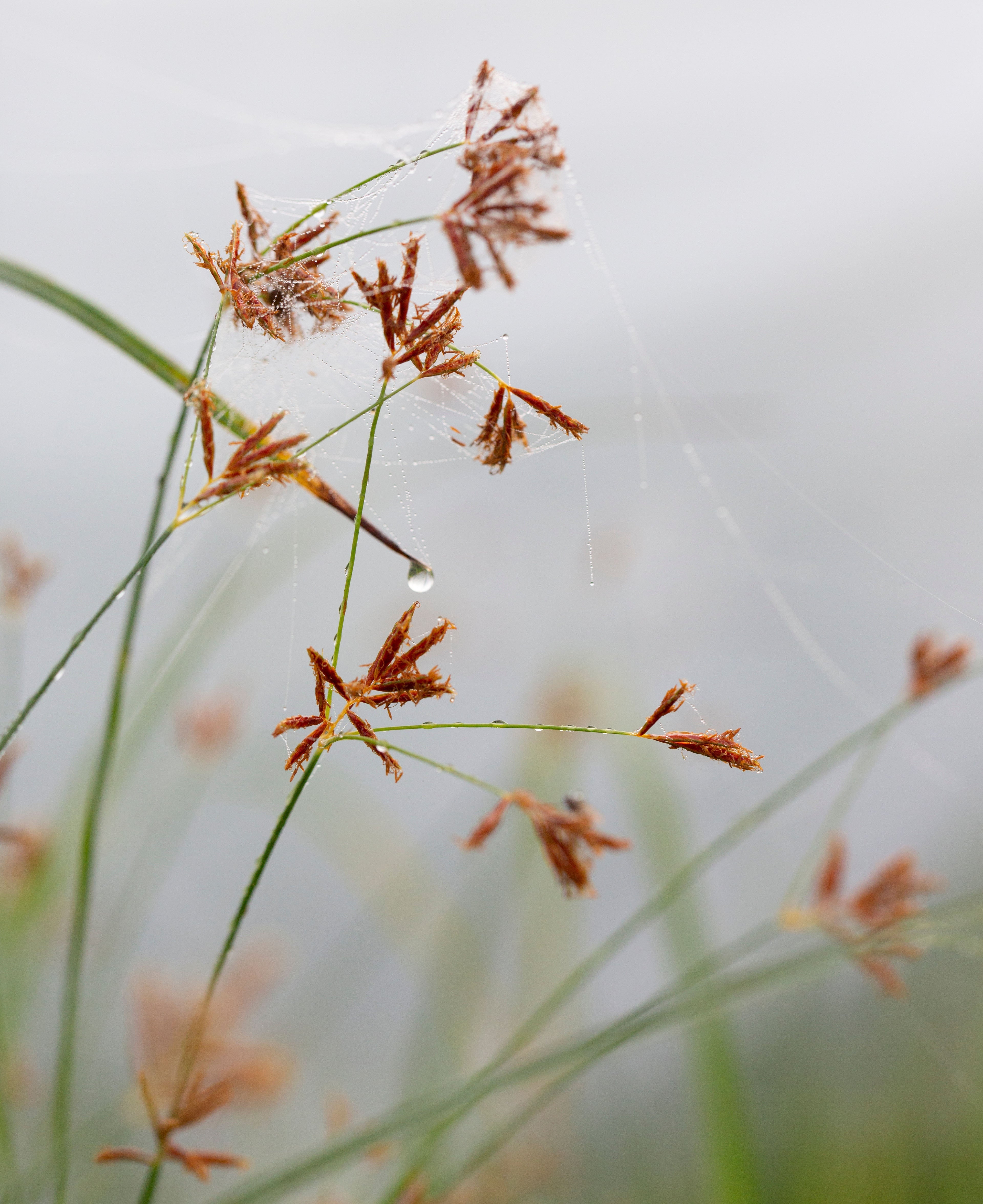 Cyperus longus (Sweet Galingale) - MP031 Packs