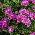 Delosperma Cooperi 9cm