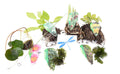 Lincolnshire Pond Plants dragonflies & damselflies Pack - DDPL01