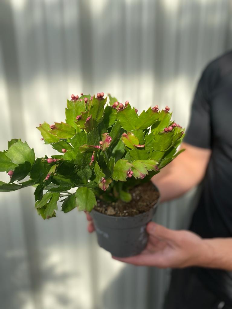 Christmas Cactus (Schlumbergera bridgesii)