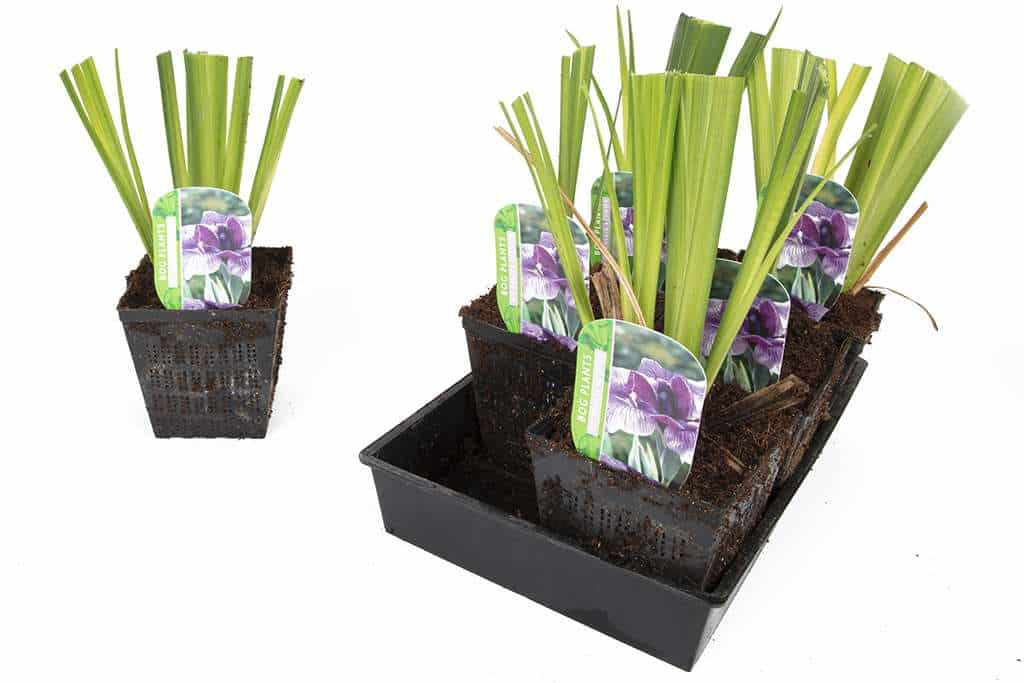 Iris ensata Activity - BP051 Packs