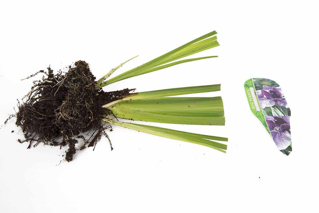 Iris ensata Activity - BP051 Packs