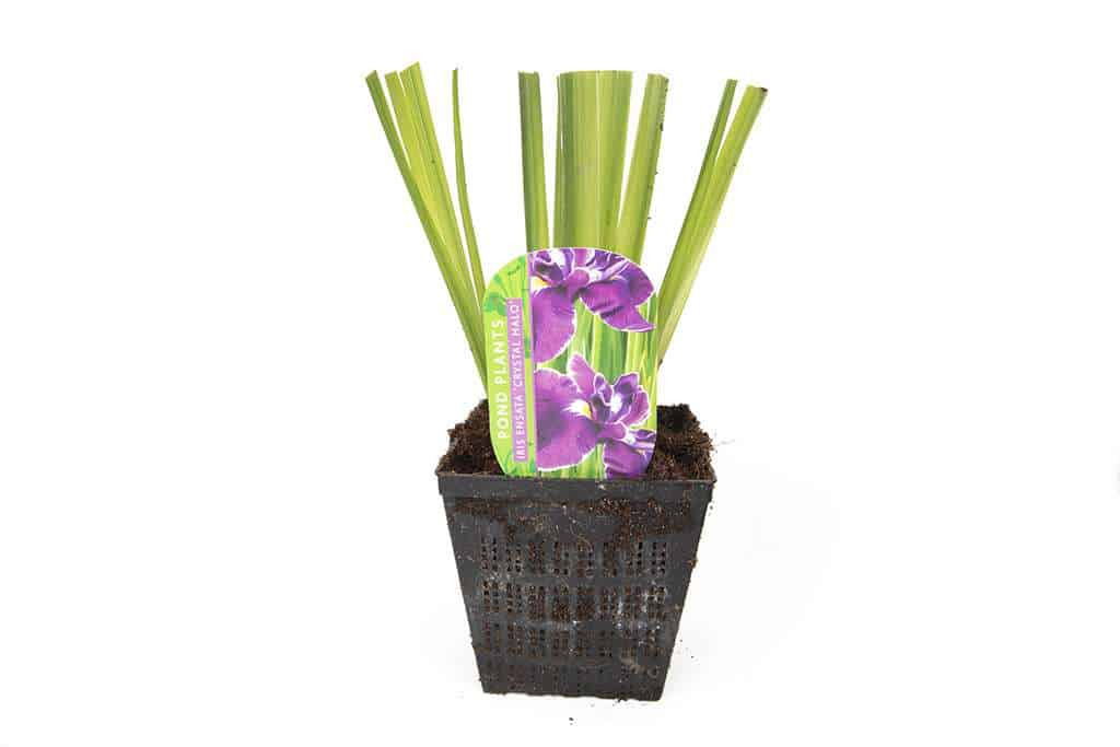 Iris ensata ‘Crystal Halo’ - Marginal Pond Plants - BP052A