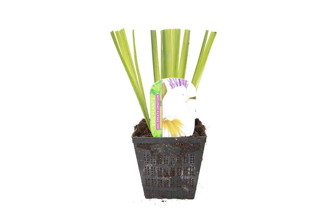 Iris Ensata Emotion - Marginal Pond Plants - BP057