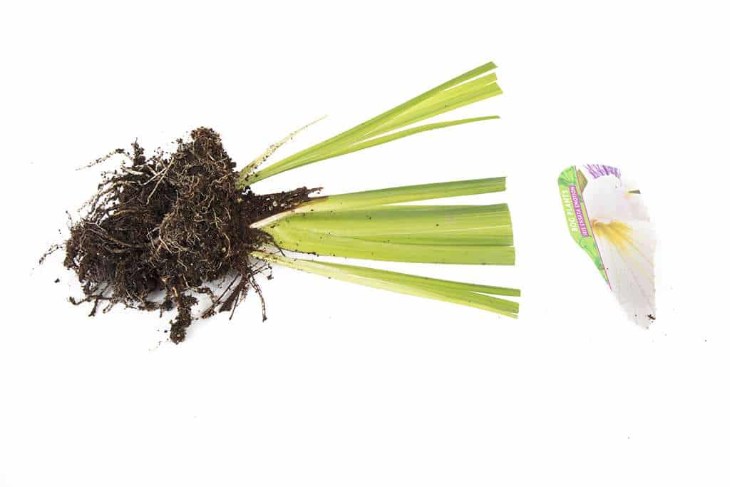 Iris Ensata Emotion - Marginal Pond Plants - BP057