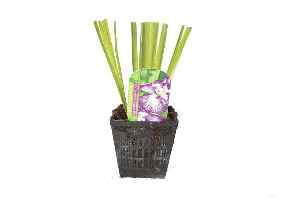 Iris ensata 'Laughing Lion' - Marginal Pond Plants - BP065
