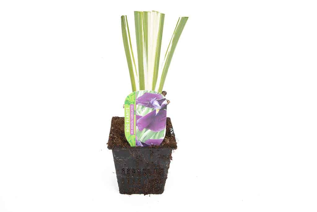 Iris ensata ‘Variegata’ - BP050 Packs