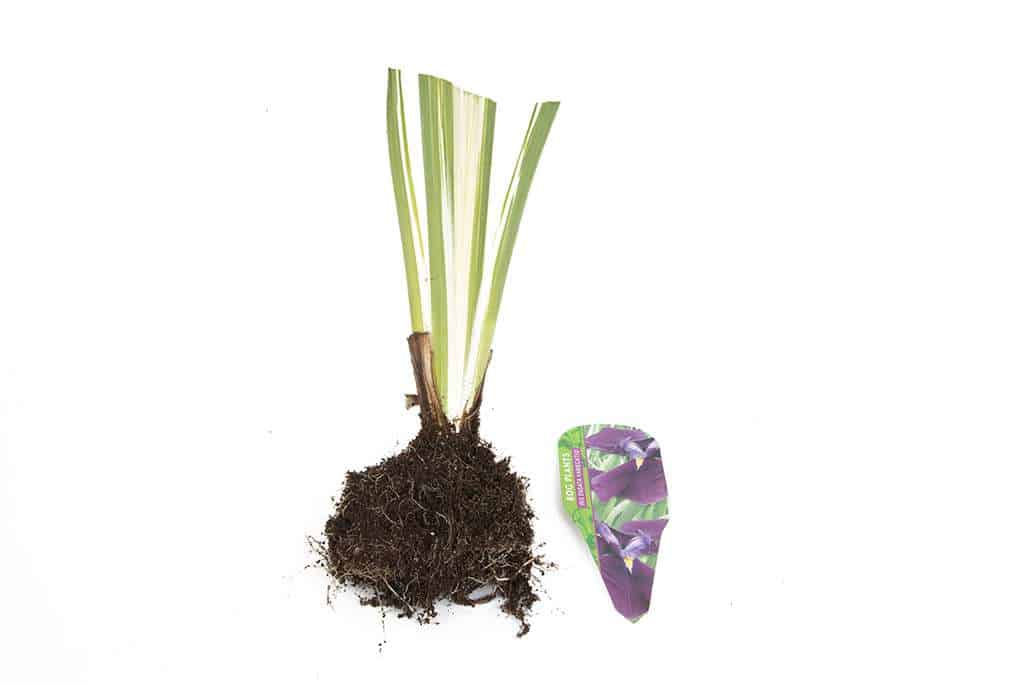 Iris ensata ‘Variegata’ - Marginal Pond Plants - BP050