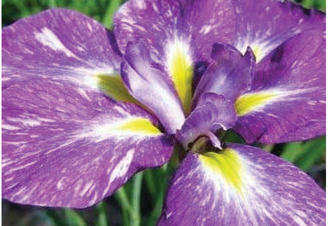 Iris ensata 'Laughing Lion' - Marginal Pond Plants - BP065