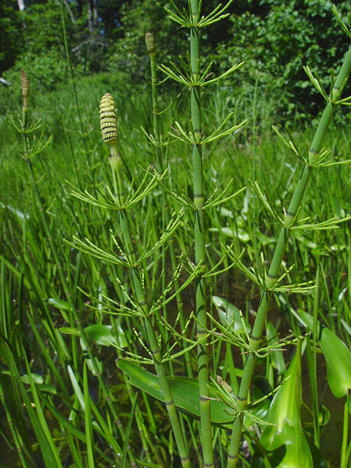 Equisetum fluviatile - MP034 Packs