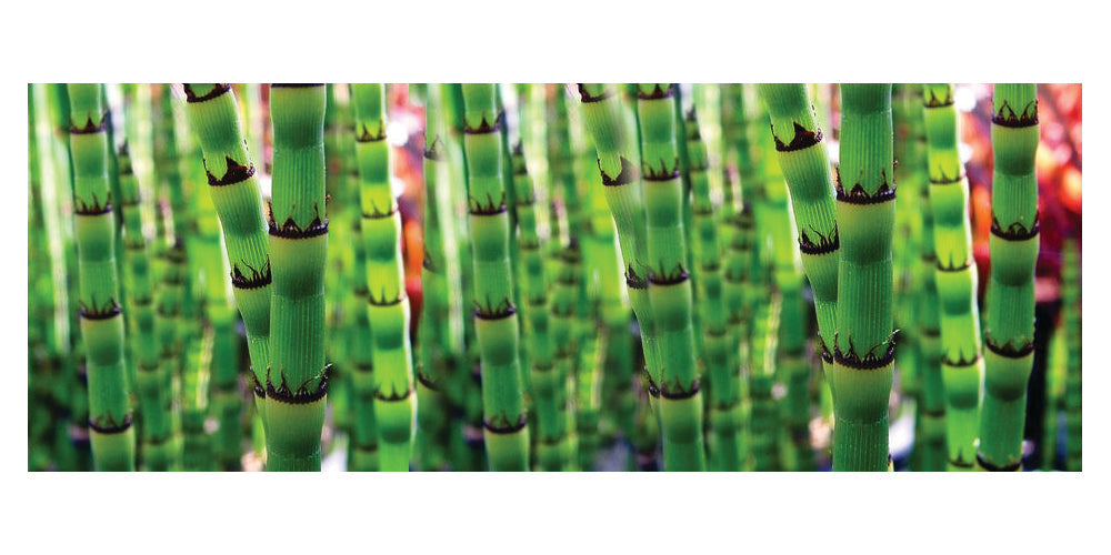 Equisetum robustum (Black barred horsetail) - Marginal Pond Plants - MP036