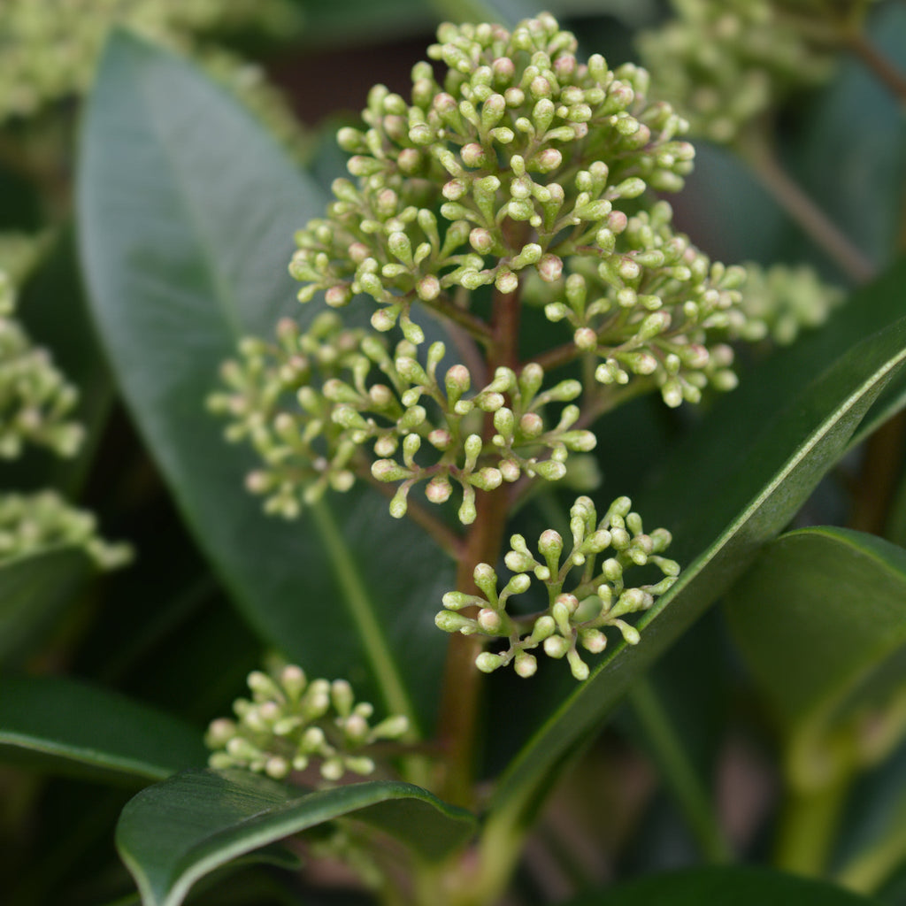 Skimmia japonica 'Finchy' 10.5cm / 2L / 5L