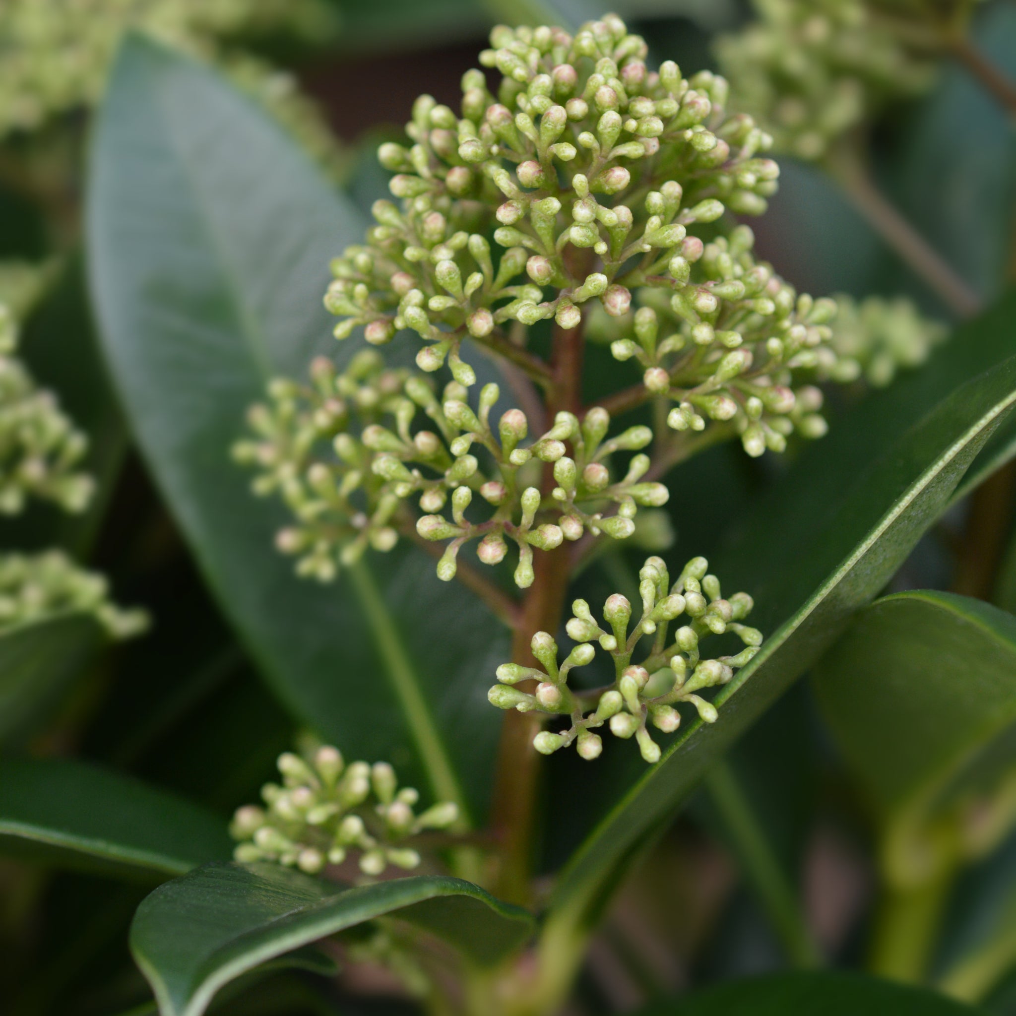 Skimmia japonica 'Finchy' 10.5cm / 2L / 5L