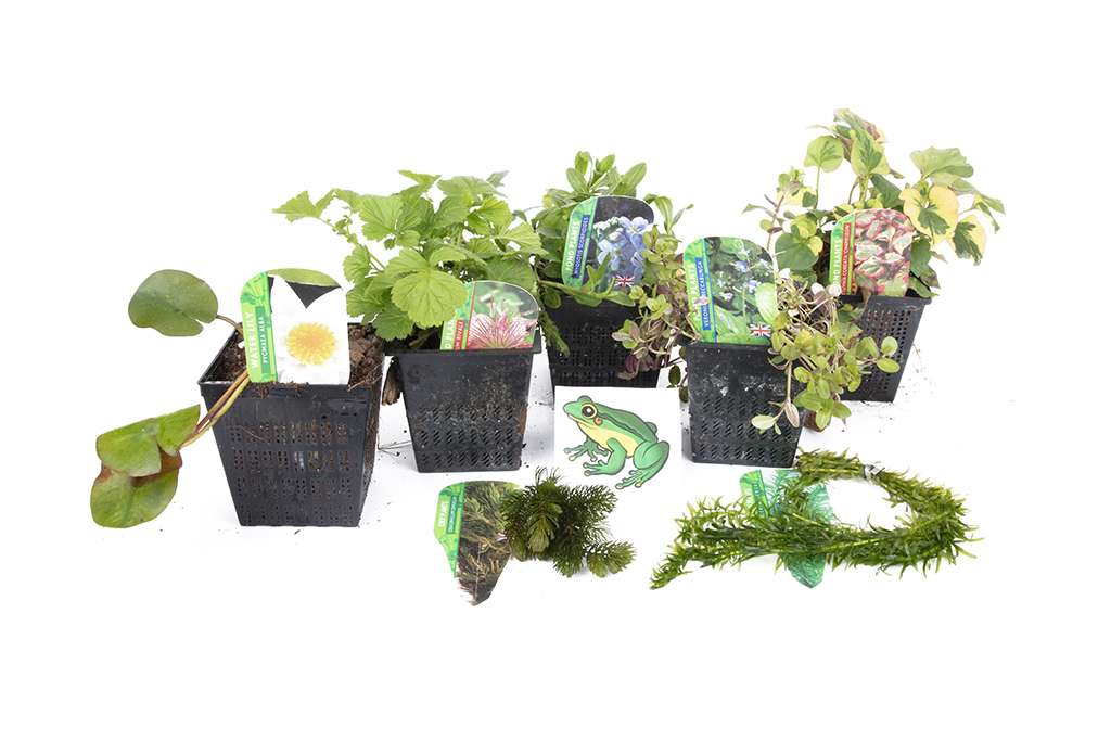 Lincolnshire Pond Plants Frog Pack potted - FFPL02