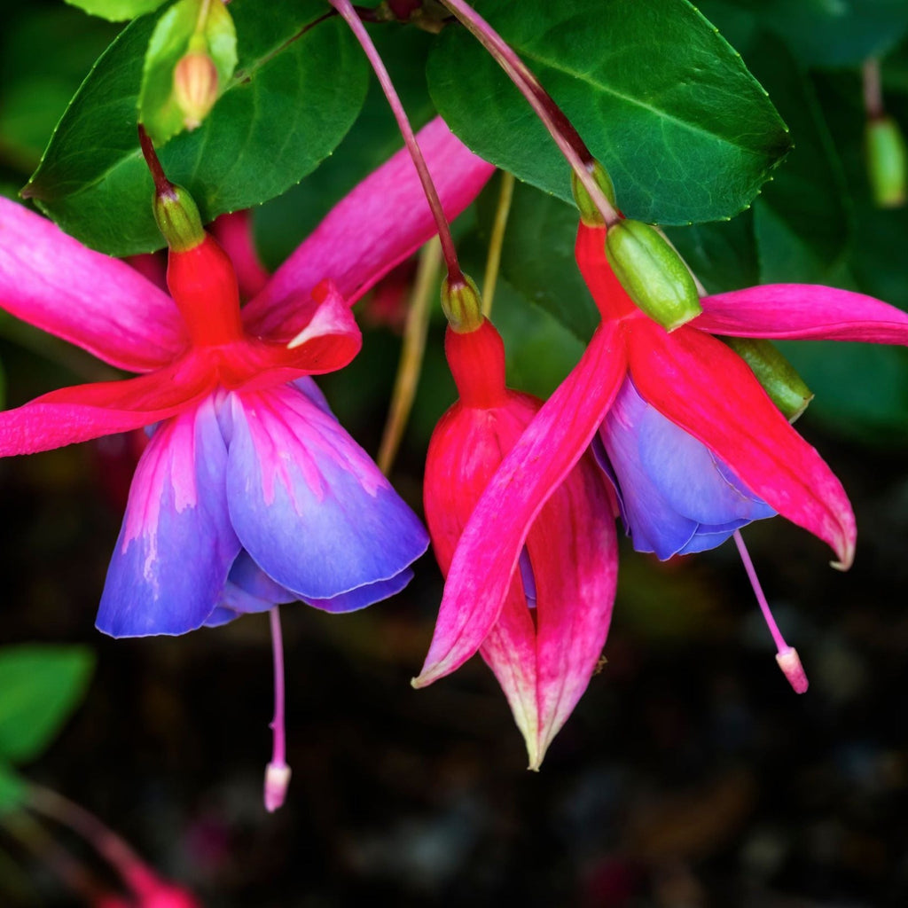 3 x Mixed Hardy Fuchsia 9cm