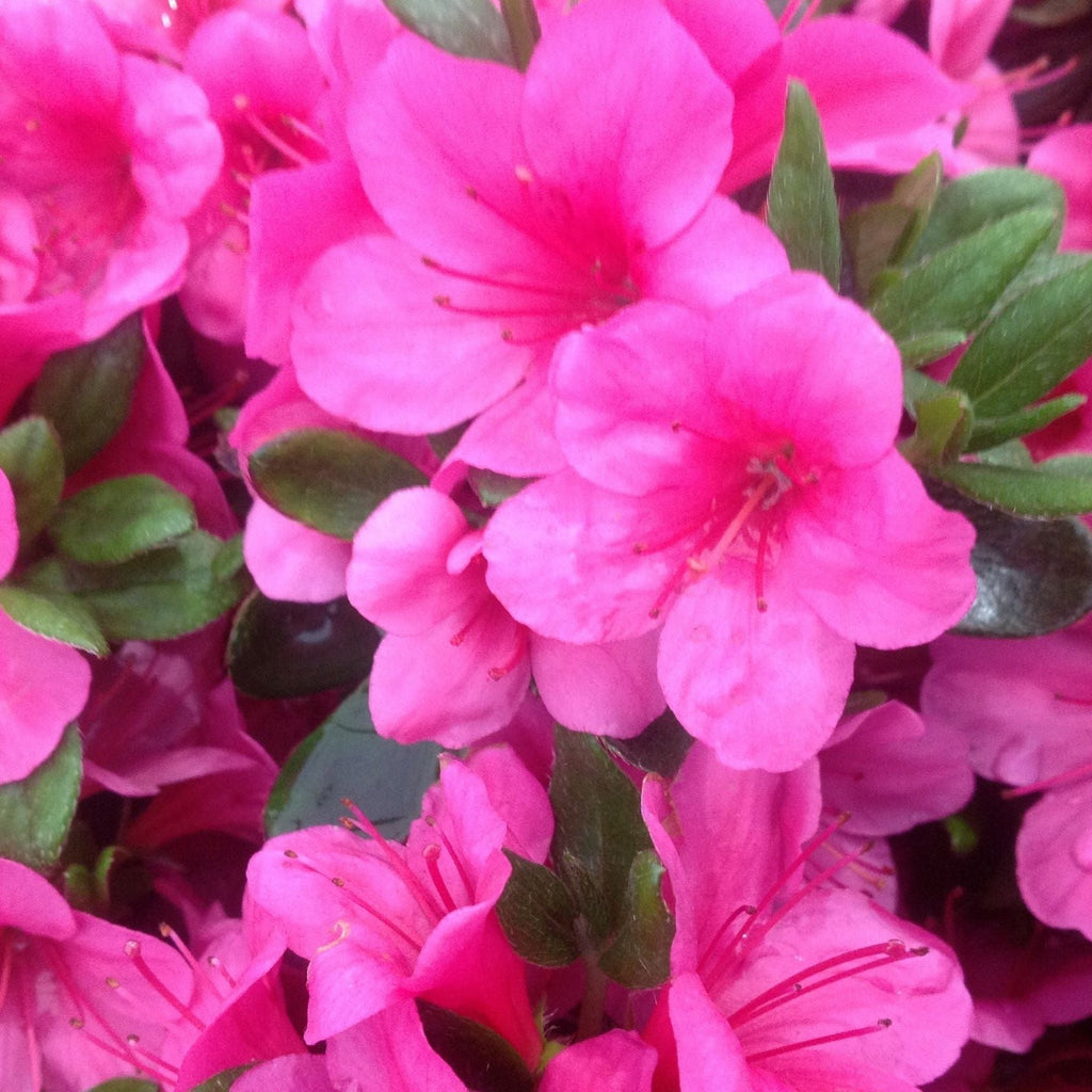 Azalea 'Conny' 1.5L/2L/10L