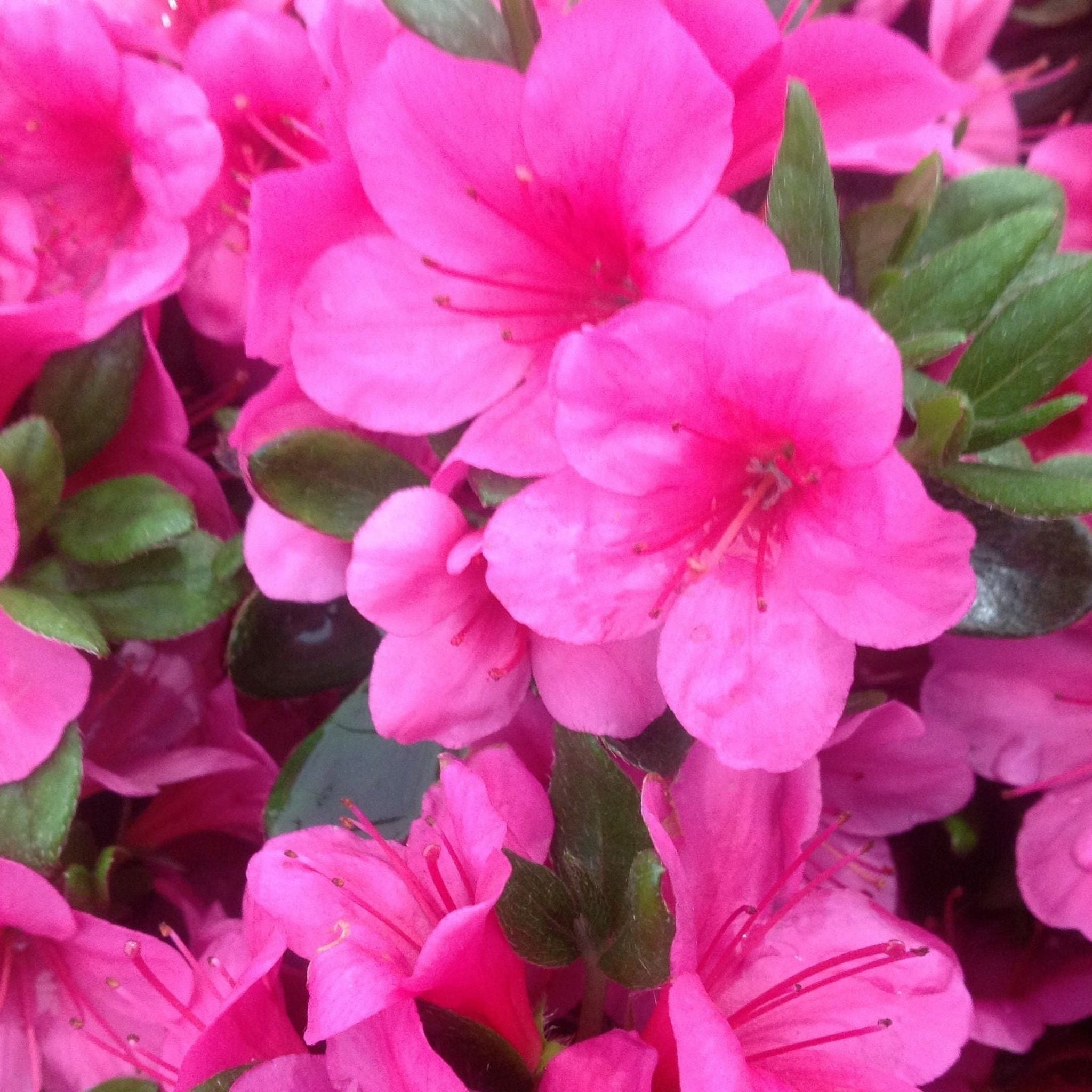 Azalea 'Geisha Pink' 1.5L