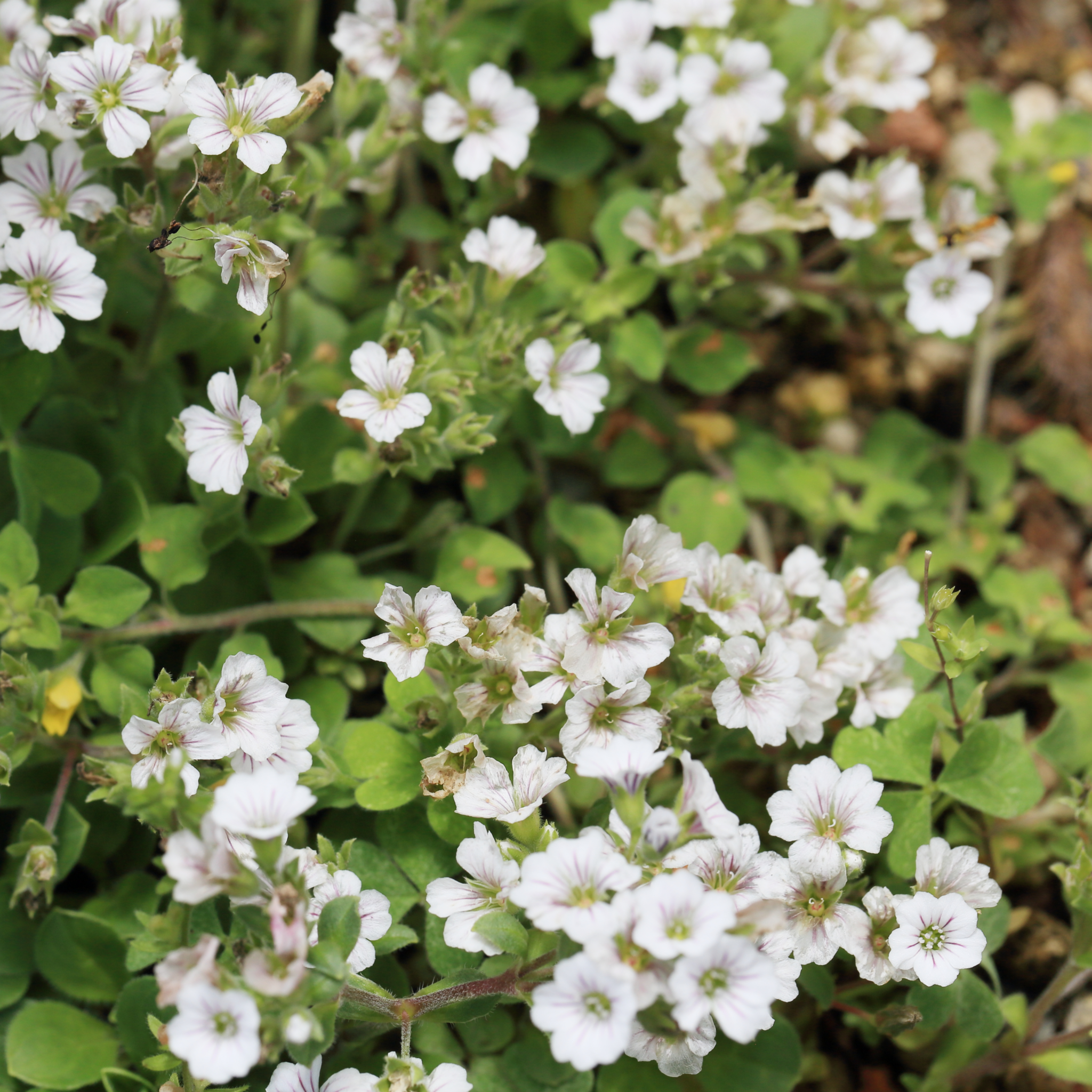 Gypsophila paniculata White 1.5L