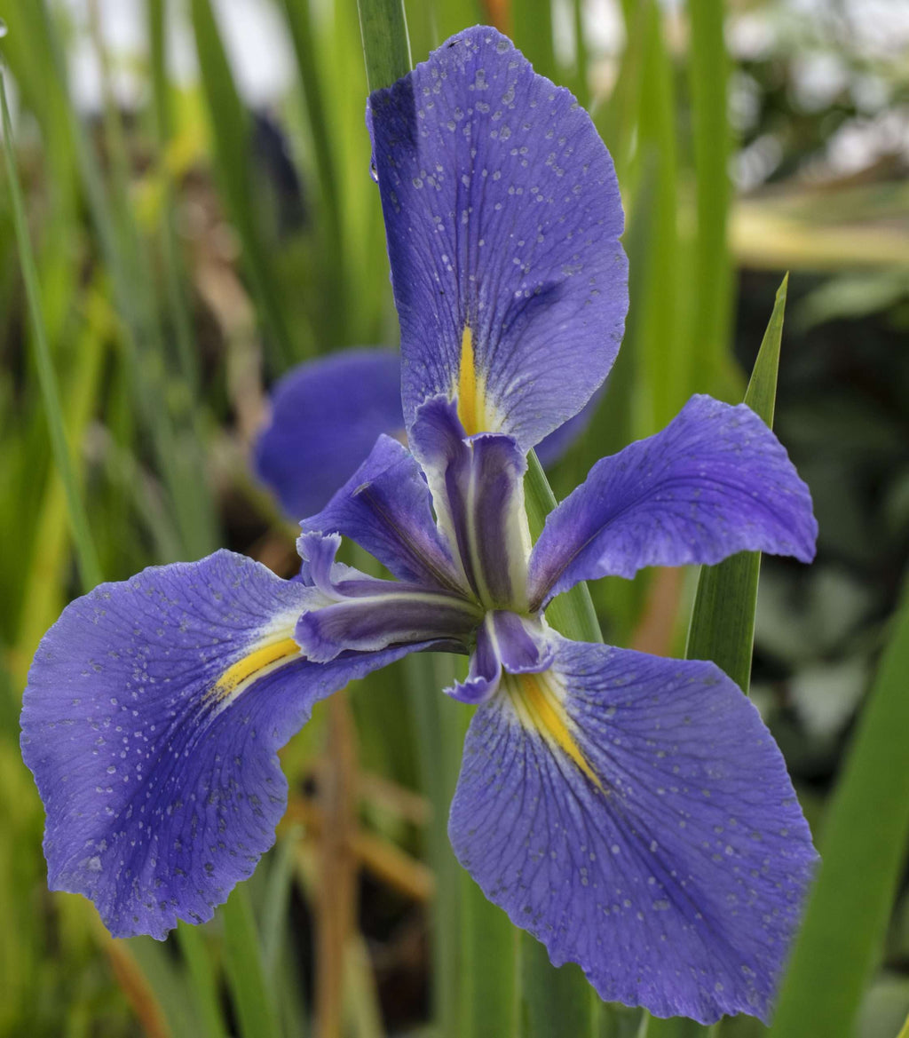 Iris Louisiana 'Heather Stream' - Marginal Pond Plants - MP054