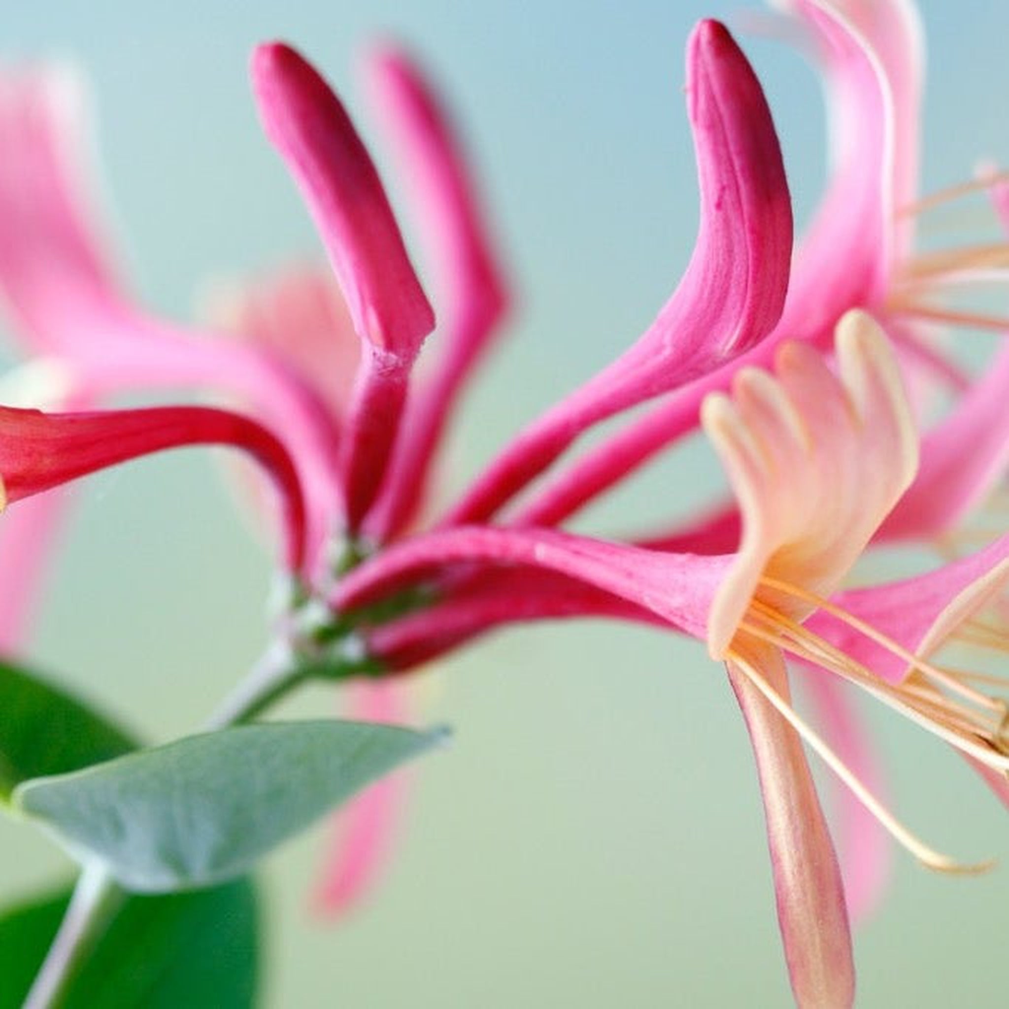 Lonicera 'Red World' (Honeysuckle) 60cm