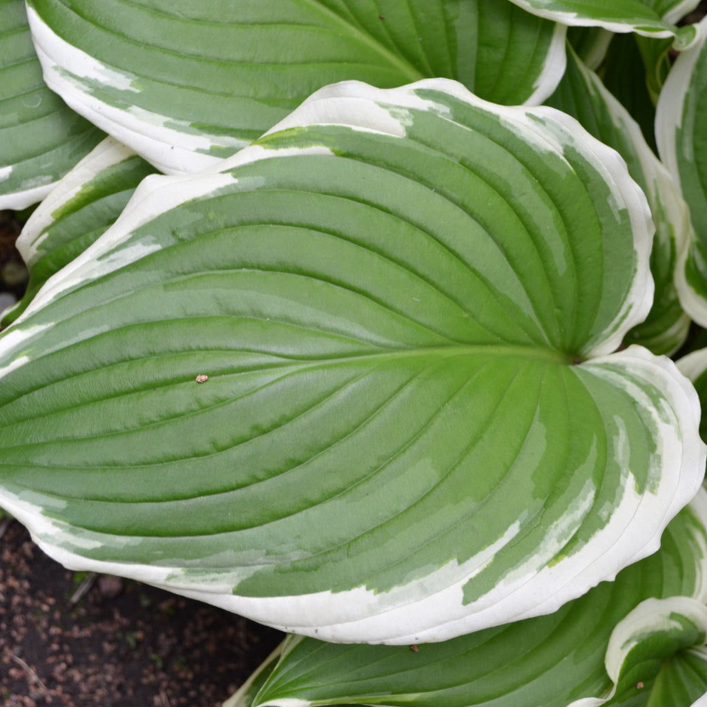 Hosta 'Albomarginata' 2L (30-50cm)