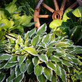 Hosta 'Albomarginata' 2L (30-50cm)