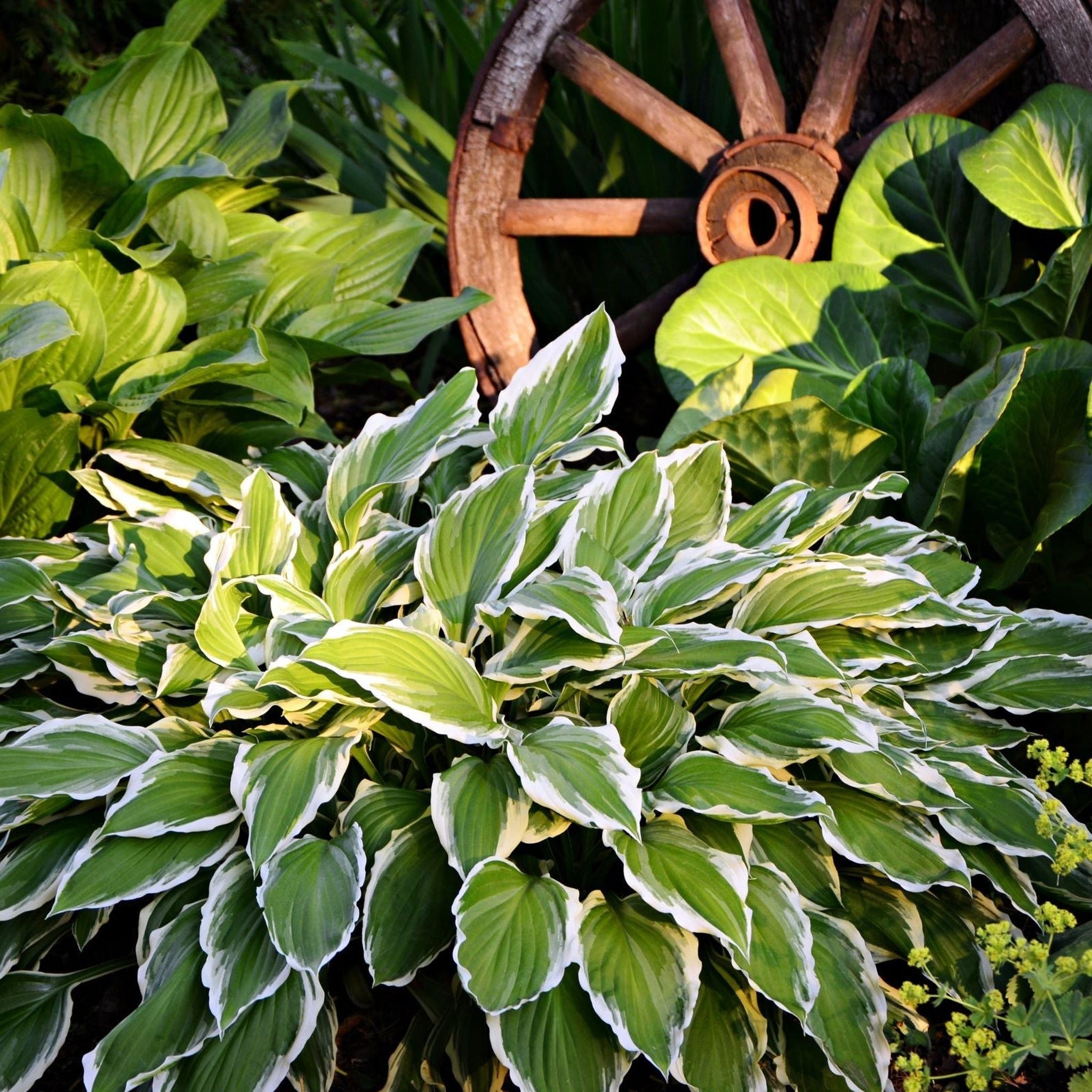 Hosta 'Albomarginata' 2L (30-50cm)