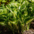Hosta 'Albopicta' 2L