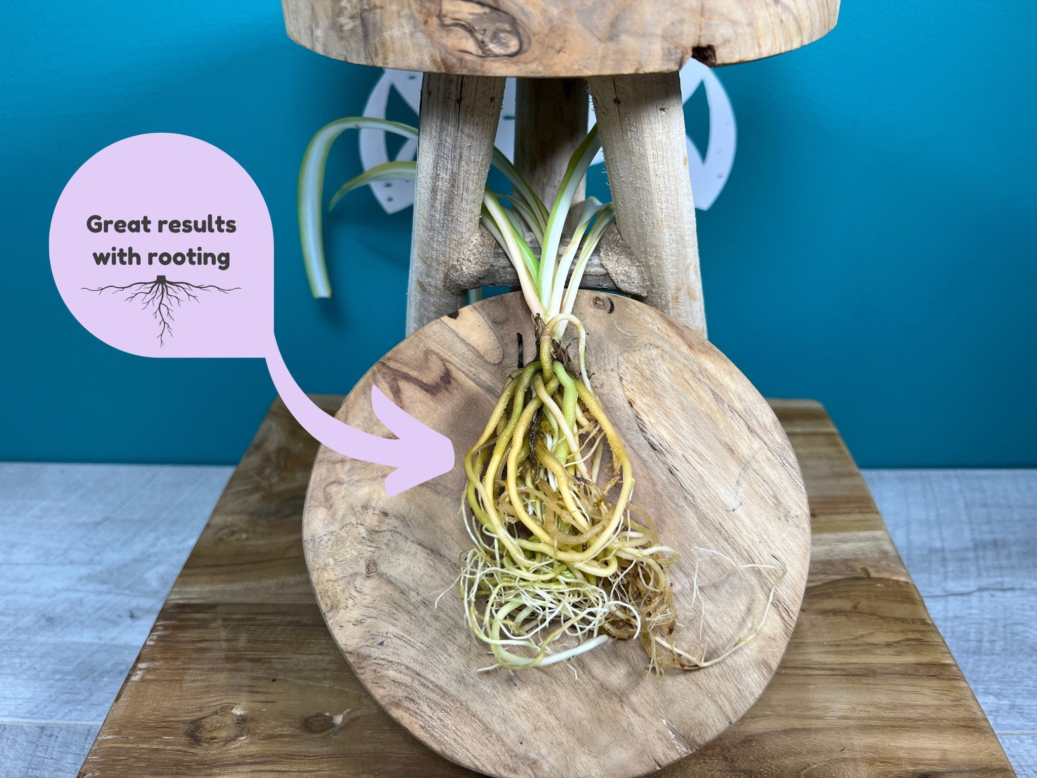 Plant Propagation Gift Set #6
