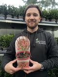 Hydrangea paniculata 'Pink Diamonds' 1/2L