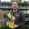 Hydrangea paniculata 'White Light' 2L / 5L / 7.5L