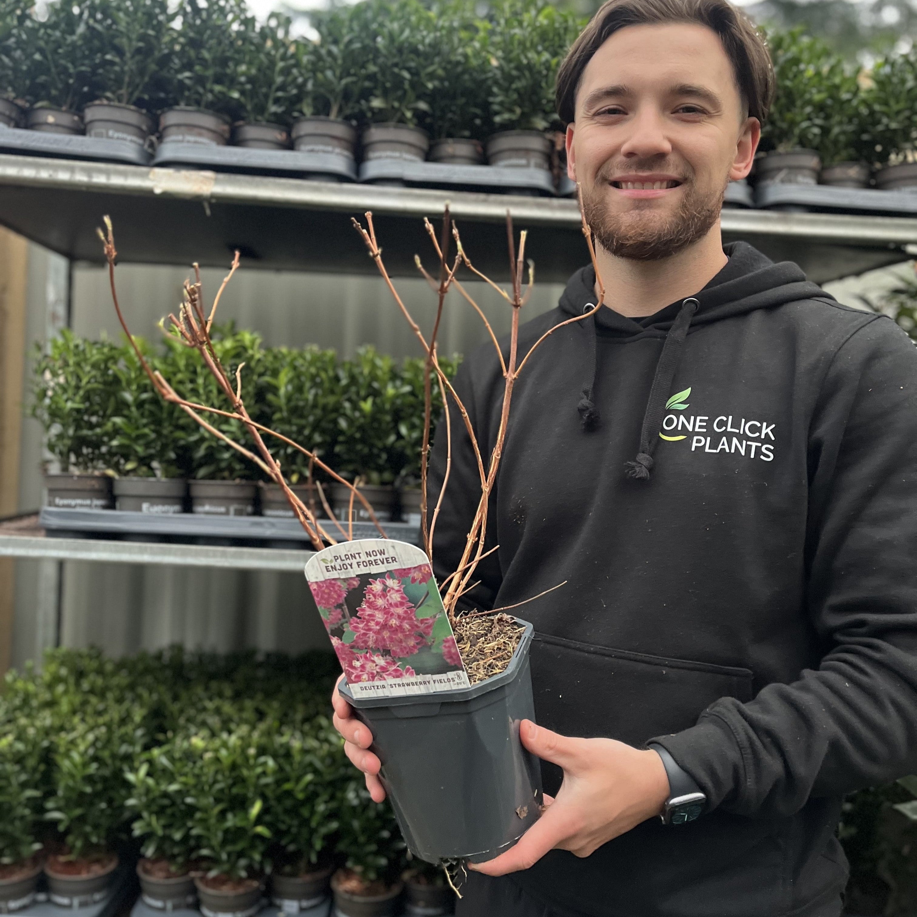 Deutzia x hybrid 'Strawberry Fields' 1L/2L