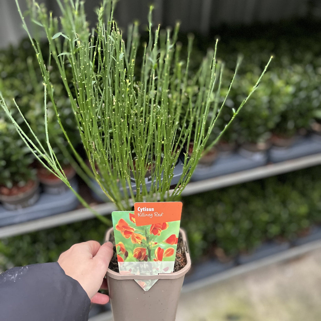 Cytisus ‘Killiney Red’ 1L