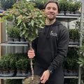 Viburnum tinus Patio Tree 90-100cm
