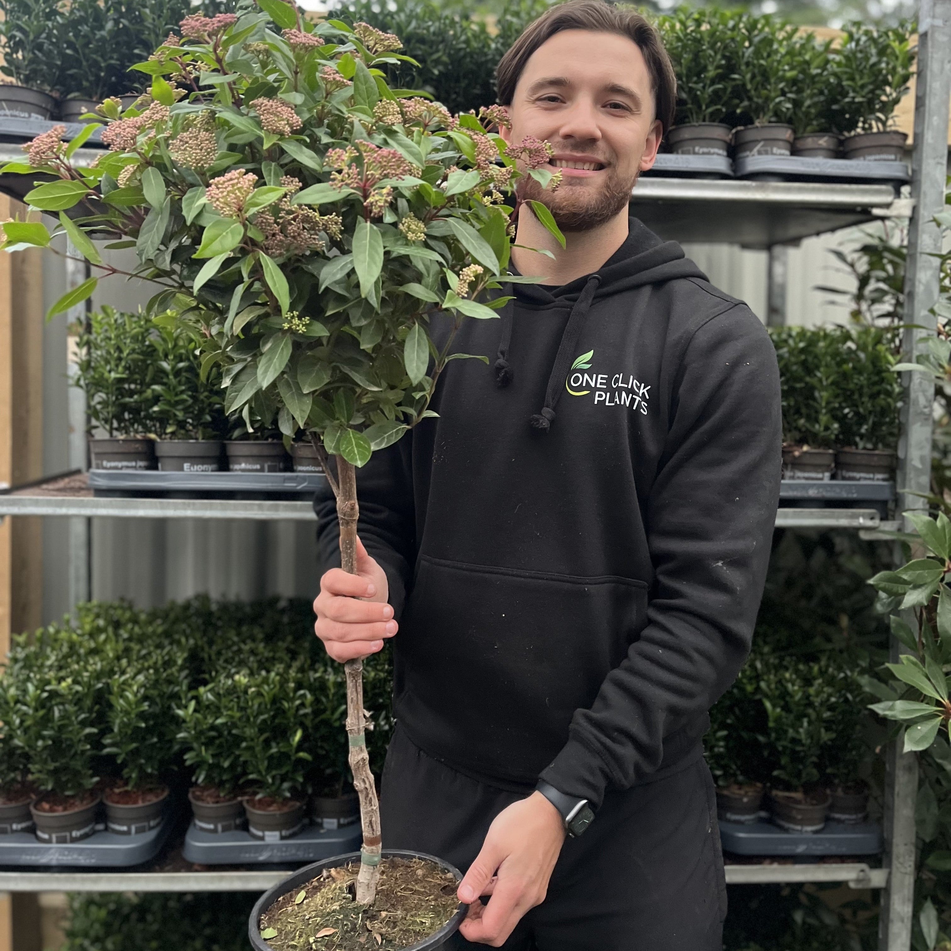 Viburnum tinus Patio Tree 90-100cm