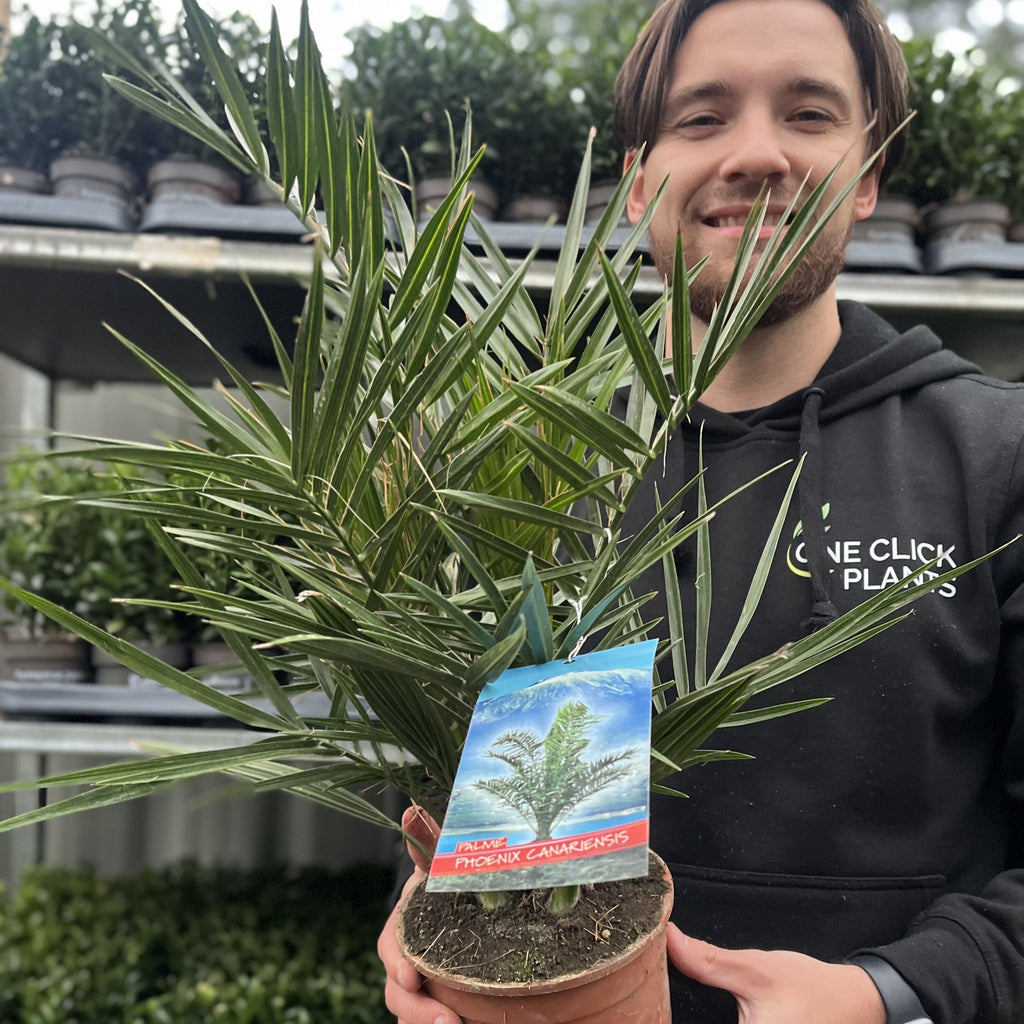 Phoenix Palm | Phoenix canariensis 'Canary Island Date Palm' 60-70cm / 70-80cm
