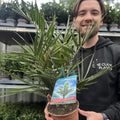 Phoenix Palm | Phoenix canariensis 'Canary Island Date Palm' 60-70cm / 70-80cm