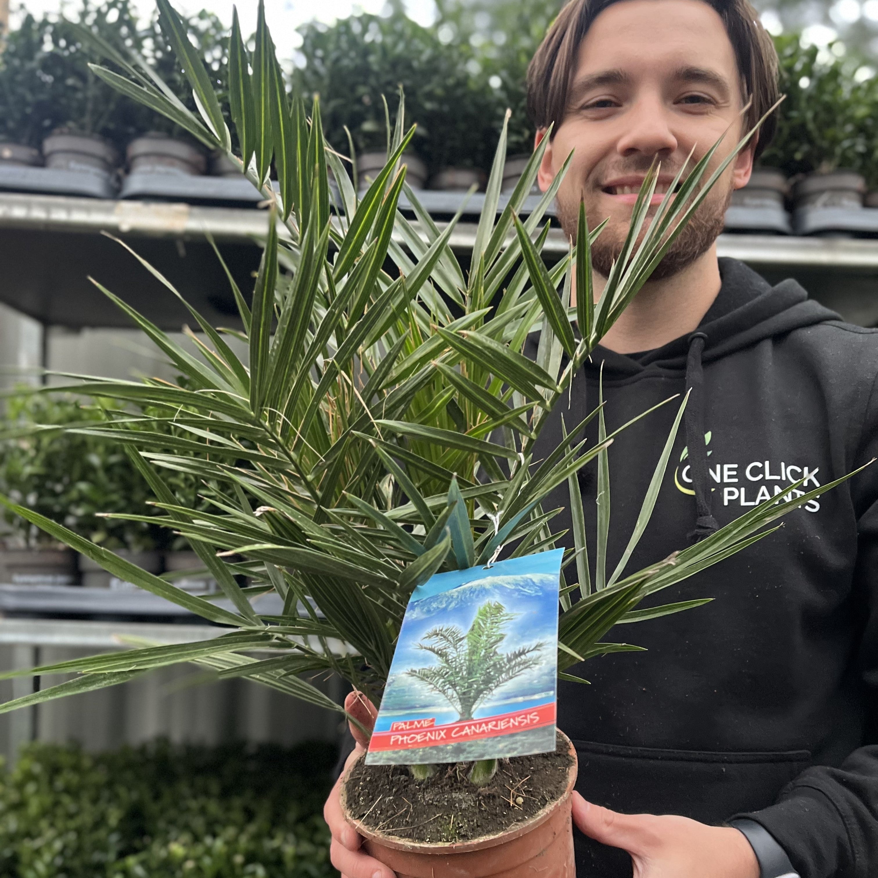 Phoenix Palm | Phoenix canariensis 'Canary Island Date Palm' 60-70cm / 70-80cm