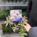 Rhododendron 'Ginny Gee' (Dwarf Rhododendron) 1L