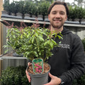 Pieris japonica 'Passion' 3L (50-60cm)