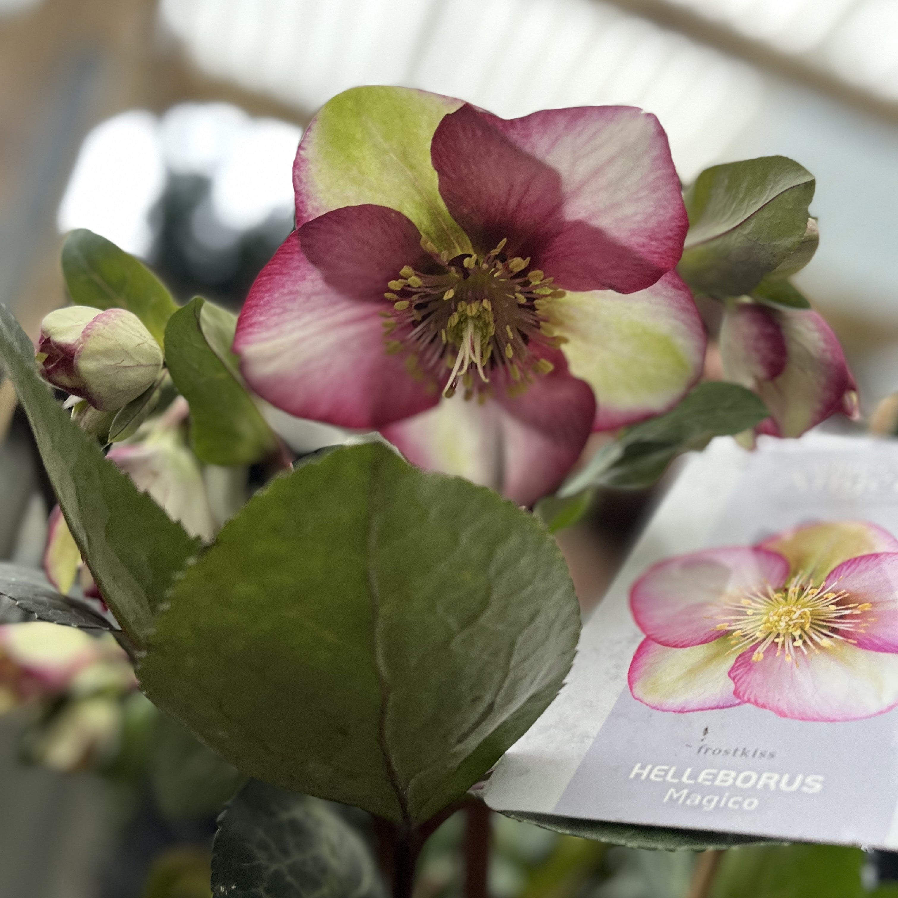 Hellebore 'Frost Kiss' 3L