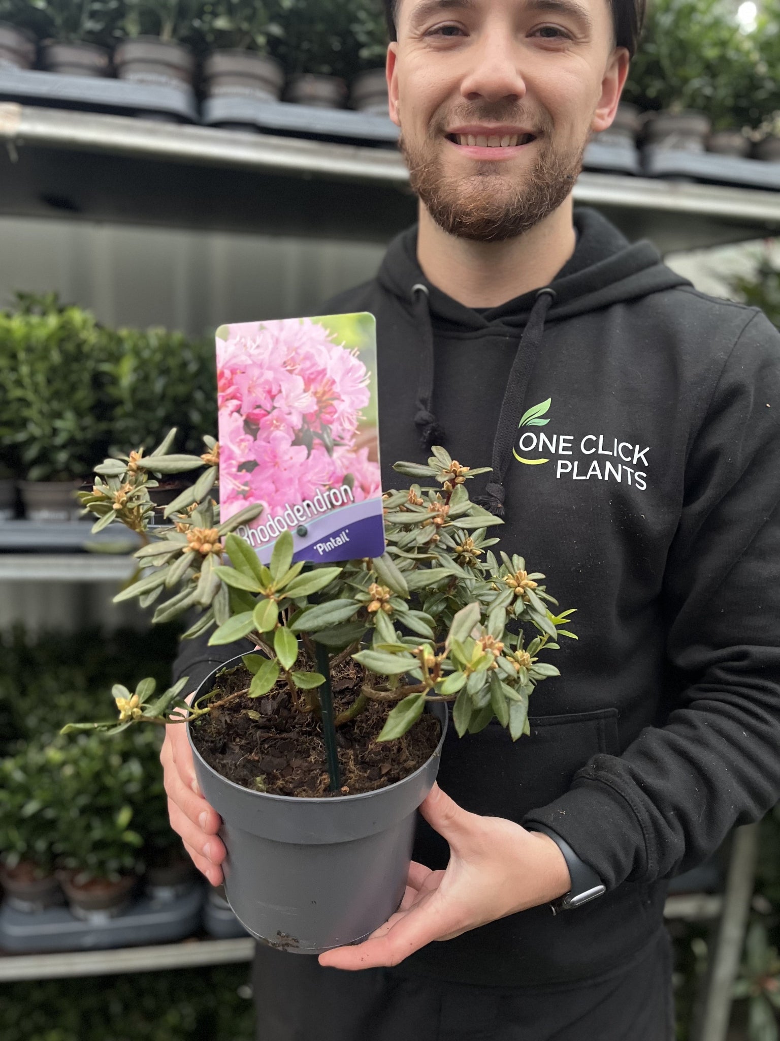 Azalea 'Pintail' 1L