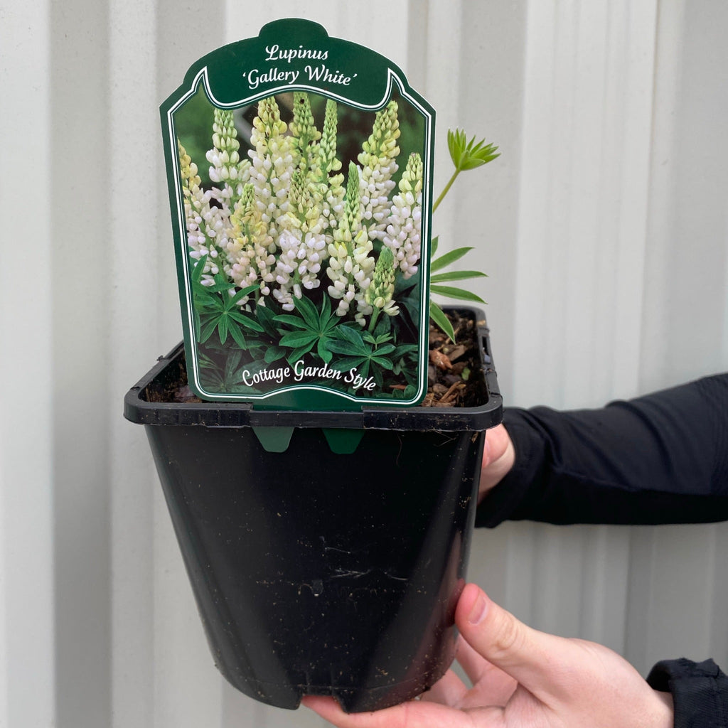 Lupin 'Gallery White' 9cm / 2L