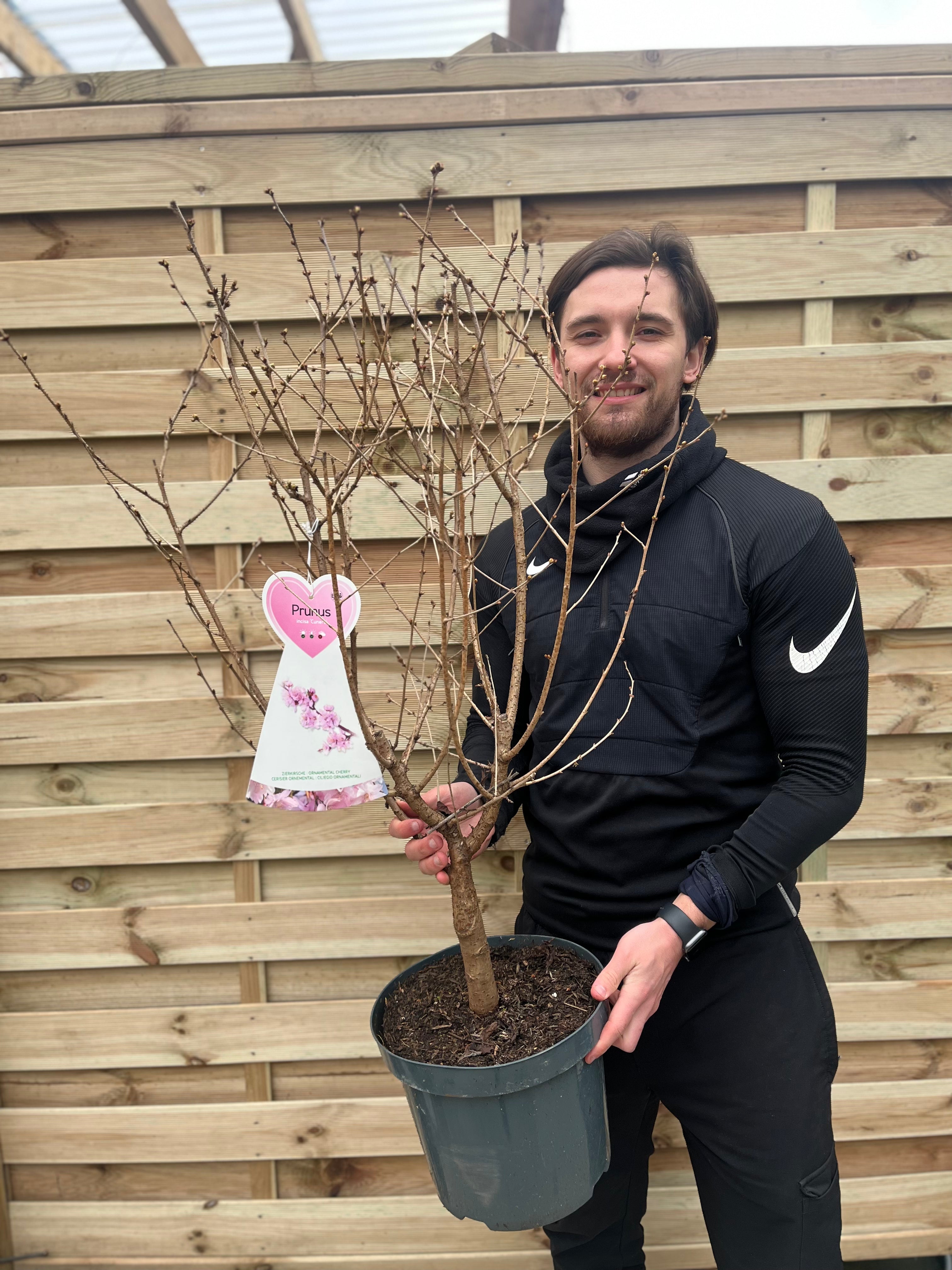 Ornamental Flowering Cherry Blossom Tree - Incisa 'Cunera' 1m 7.5L