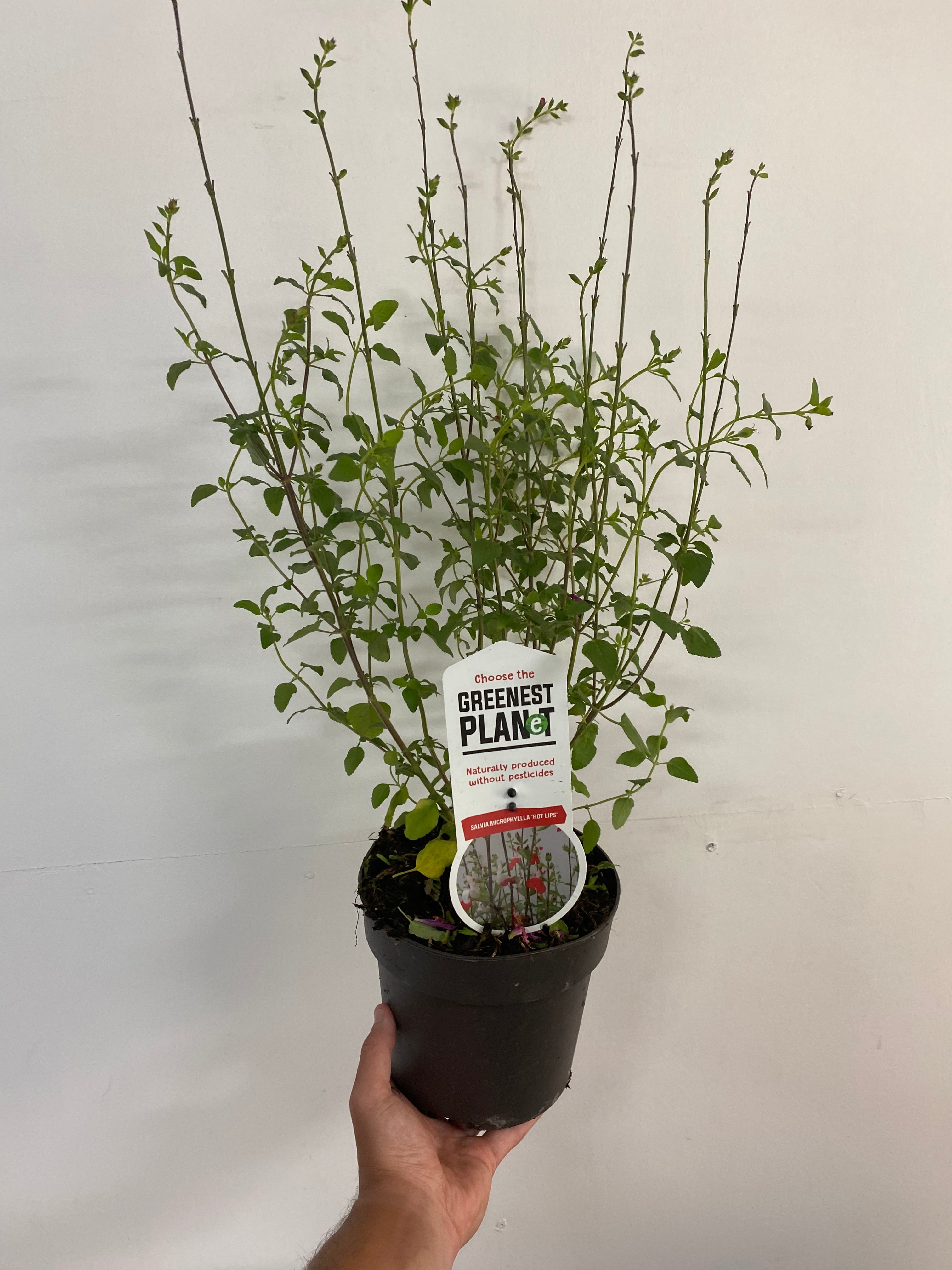 Salvia 'Hot Lips' 9cm/2L