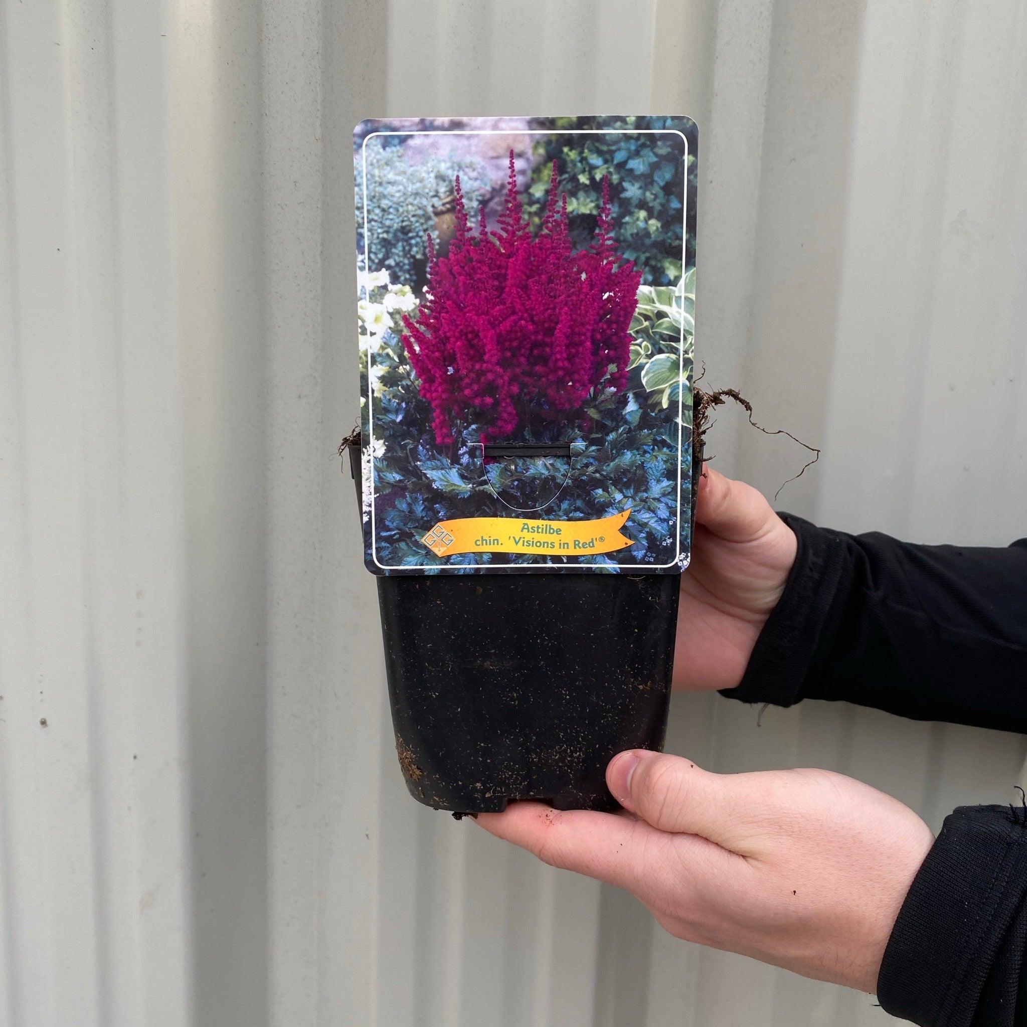 Astilbe 'Visions in Red' 1.5L