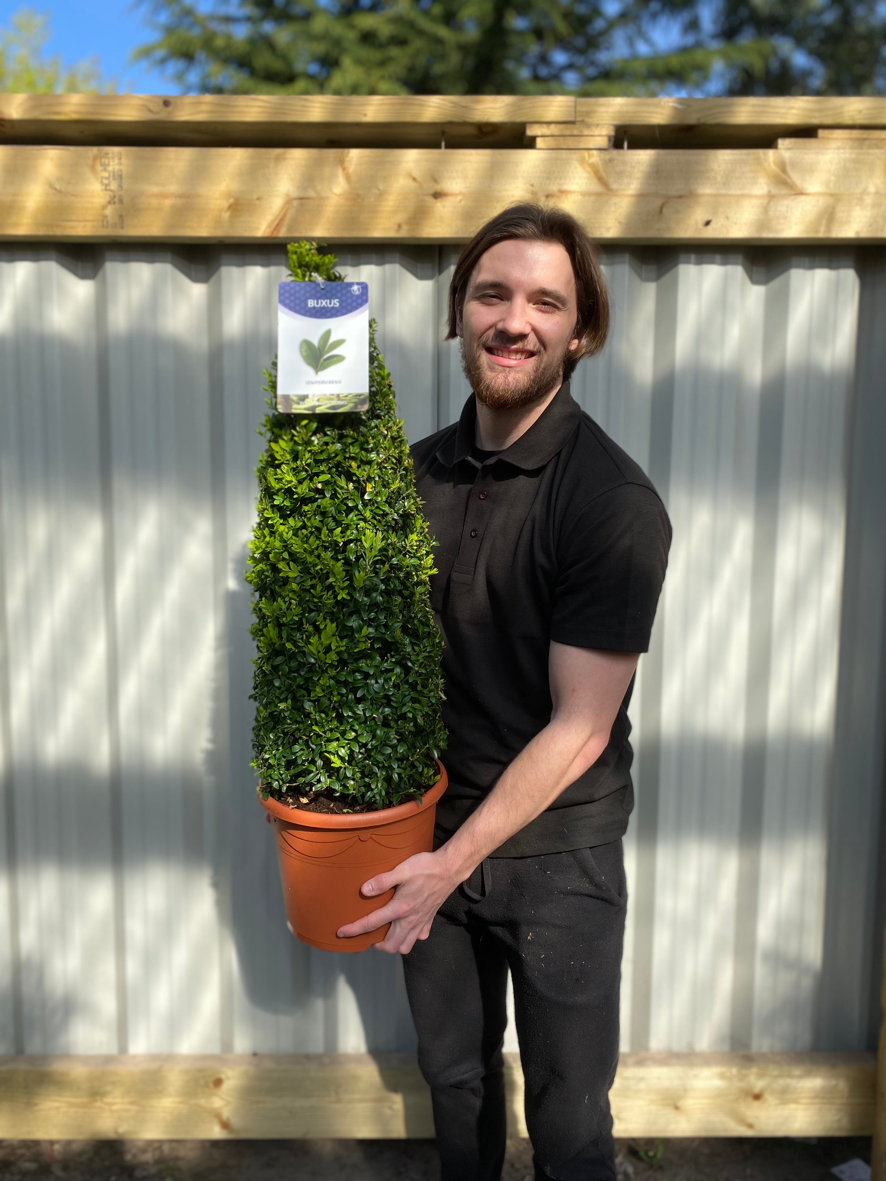 Buxus/Topiary Cone (Buxus Sempervirens)