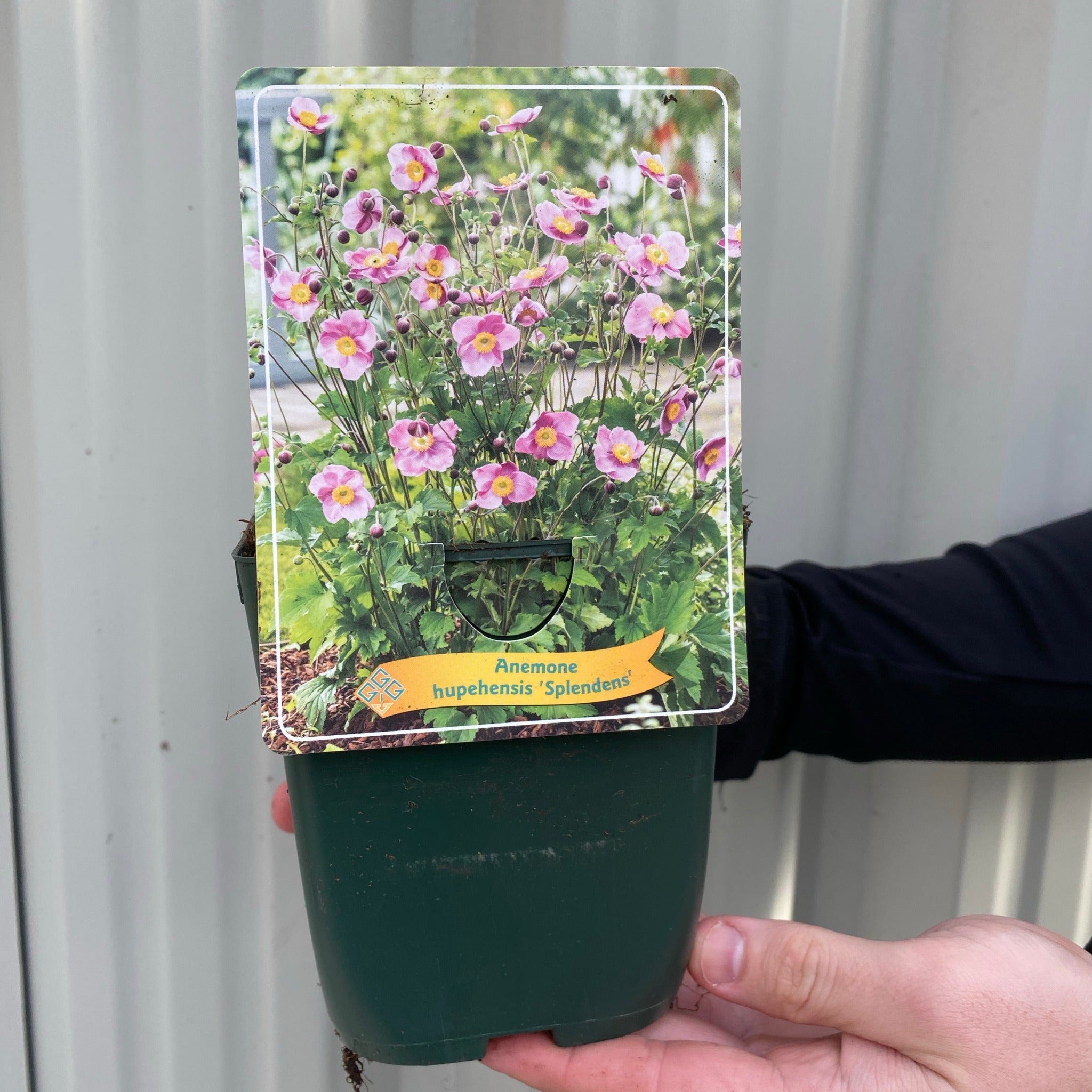 Anemone huphensis - 'Splendens' 1.5L